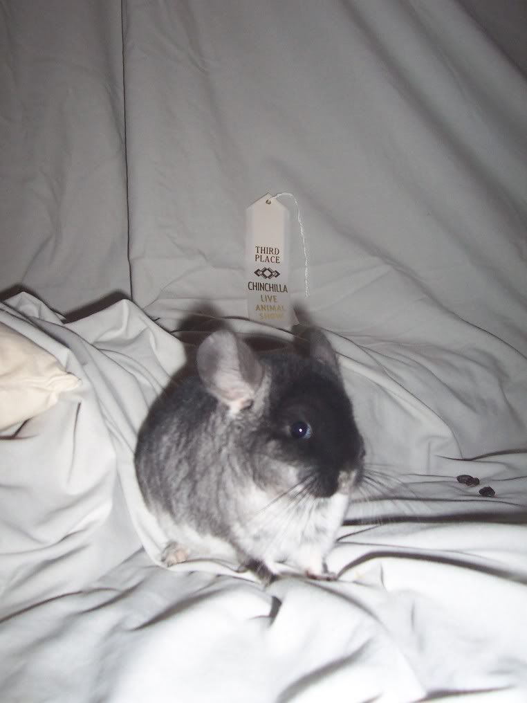 ChinCastle Maryland Chinchilla Breeder